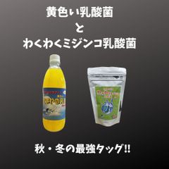 たまやの黄色い乳酸菌とわくわくミジンコ乳酸菌