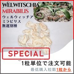 ✳* エリコイデス ✳* 挿し穂 FAST】CAUDEX PLANTS - メルカリShops