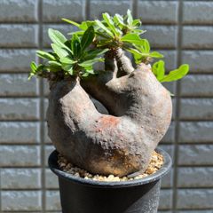 パキポディウム マカイエンセ | STELLA.PLANTS