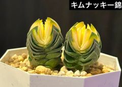 ゆきさん　韓国苗セット 2025年最新】多肉植物 韓国苗 セットの人気アイテム - メルカリ
