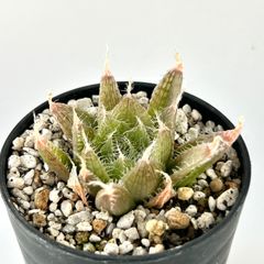 【多肉植物】ハオルチア・ベヌスタ×レースクイーン