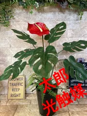 2025年最新】ウンベラータ 斑入りの人気アイテム - メルカリ