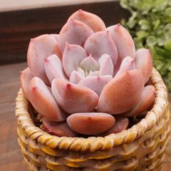 MA112	アートピンク	【イータニク】多肉植物　韓国苗　第四種郵便発送