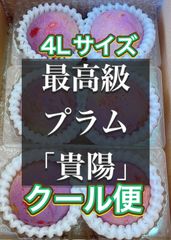最高級プラム　貴陽　甘い秀品　プラム　スモモ