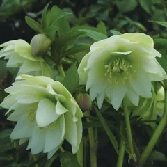 2026年最新】クリスマスローズプチドールの人気アイテム - メルカリ