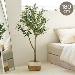 パールアカシア 苗 122cm❗ 8号 ❗大型 整った樹形 綺麗なシルバーリーフ パールアカシア 苗 130cm❗大型 8号 ❗ 整った樹形 爽やかシルバー