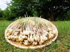 鹿児島県産　土付きらっきょう　約10キロ　y 鹿児島県産 土付きらっきょう 約10キロ y 鹿児島県産 土付き