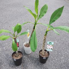 プルメリア⭐︎他の方購入不可 oofos入荷しました♪東京駅徒歩5分☆日本 | 日本橋高島屋S.C.