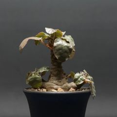 "Dorstenia foetida" ドルステニア フォエチダ 管理2243