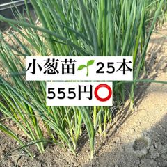 小ネギ苗　◾️お試し25本◾️福岡県産