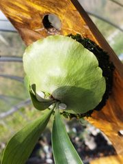 【美株】コウモリラン ビカクシダ ネザーランド  シダ植物 着生植物