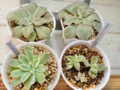 多肉植物　ケーレス実生小苗　原種3種6苗セットです。おまけ1苗！⑤
