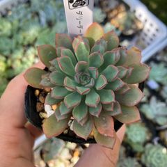 ダリーダール　抜き苗　多肉植物　モフ多肉　エケベリア