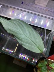 Homalomena Rec183 K0124-f2