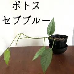 2024年最新】植物吊るすの人気アイテム - メルカリ