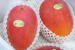 【予約商品】見た目鮮やか！　沖縄県産　紅マンゴー　優品 　(3玉～7玉 )　約1.8キロ（7月頃発送）