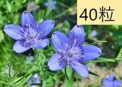 【花の種】４０粒　ニゲラ　ブルースター　一重星形　キキョウ咲