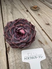 ヤスミン（中）　エケベリア　多肉植物　トロピカルガーデン