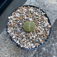 多肉植物 リトープス グリーントップ