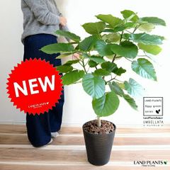 アメリカハナズオウ フローティングクラウド 接木160cm大苗 - メルカリ