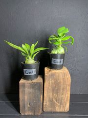 ANT plants 『C』SET