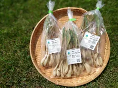鹿児島県産　土付きらっきょう　約10キロ　y 楽天市場】【送料無料】 鹿児島県産 土らっきょう （根付