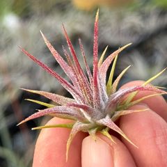 チランジア イオナンタ スター Tillandsia ionantha Star＊エアプランツ＠フラワーショップ江口