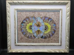 ブラジル産　　　　蝶　　剥製　　絵画