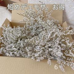 短めデュモサ ドライフラワー 花材 リース ドライフラワーアレンジ ガーランド