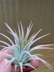 【ネコポス】チランジア イオナンタ フエゴレッドジャイアント　Tillandsia ionantha Fuego Red Giant　キンクマ農園☆T0109