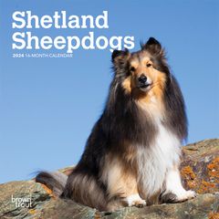 【輸入版】2024年 シェットランド・シープドッグ ミニ カレンダー / ブラウントラウト  (Shetland Sheepdogs)