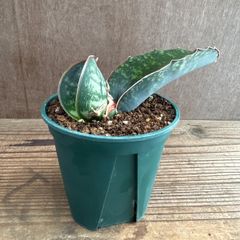 サンセベリア ドラゴンウィング 現品 Sansevieria dragon wing サンスベリア ドラゴン ウィング 4号 観葉植物 観葉 植物 珍奇植物 珍奇 珍しい レア 希少 インテリア プレゼント おしゃれ 空気清浄 マイナスイオン グリーン