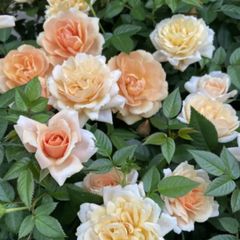 和バラ 和薔薇 挿し木 苗 ⑤ - メルカリ