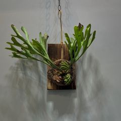 R-001 ビカクシダ　リドレイ　ワイルド株　Platycerium ‘ridleyi’