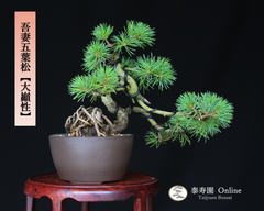 吾妻五葉松【大巓性】ダイテンショウ 実生 根上り 小品盆栽【泰寿園 Online】現品 一点物 盆栽 松柏 室内 鑑賞 趣味 卓上盆栽 盆栽鉢 グリーン 和 ギフト プレゼント 贈答品 ミニ盆栽 誕生日 母の日 父の日 敬老の日 記念日 お祝い 37