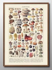 今週末まで値引き Psychedelic mushrooms ポスター キノコ - メルカリ