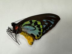 蝶の標本☆マライタ島産アオメガネトリバネアゲハペアNo.1