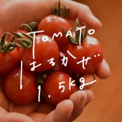 【高糖度】完熟ミニトマトはるかぜ / 1.5kg