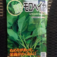 未開封＜野菜の種＞モロヘイヤの種 ねばねば野菜　2ｍｌ　健康野菜