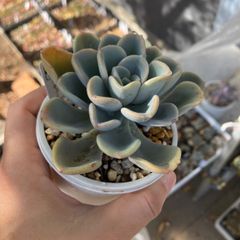 オルペット 抜き苗 多肉植物 モフ多肉 エケベリア