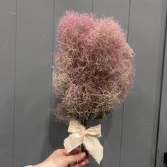 スモークツリー小束　レッド　ドライフラワー