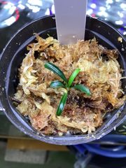 Burttianthus velutanarus【TB】 （旧Aridarum caulescens “angustifolium”2012）
