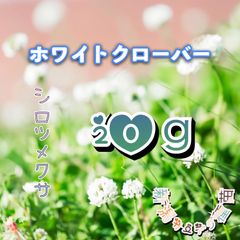 シロツメクサ