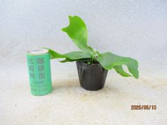 [緑の市場] コウモリラン (5476)画像全高：19㎝ 宅配便発送