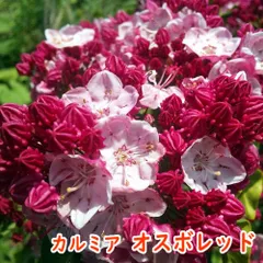 年最新ツツジ苗木の人気アイテム メルカリ