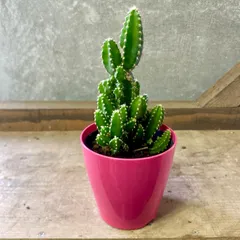 2025年最新】セレウスの人気アイテム - メルカリ