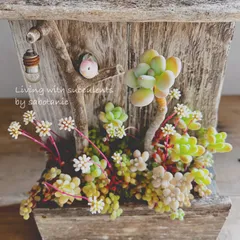 流木プランターの寄せ植え インコ