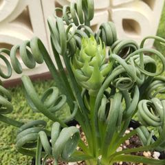 観葉植物アルブカ スピラリス フリズルシズル