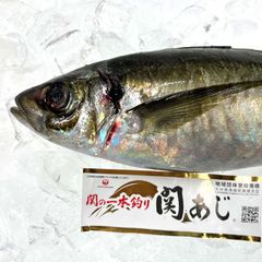 関アジ 関の一本釣り 刺身 関あじ （冷蔵便）