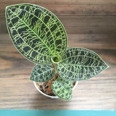 ポットごと♡宝石蘭♡ジュエルオーキッド♡観葉植物♡インテリアのサムネイル